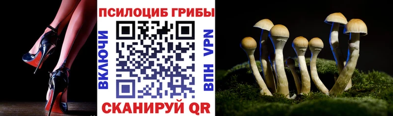 Галлюциногенные грибы Psilocybine cubensis  Калач-на-Дону 